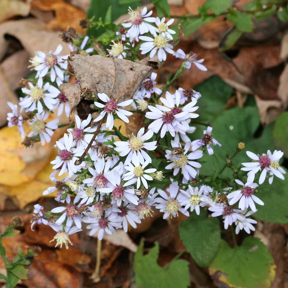 Őszirózsa / Symphyotrichum (syn. Aster) oblongifolium 'October Skies'