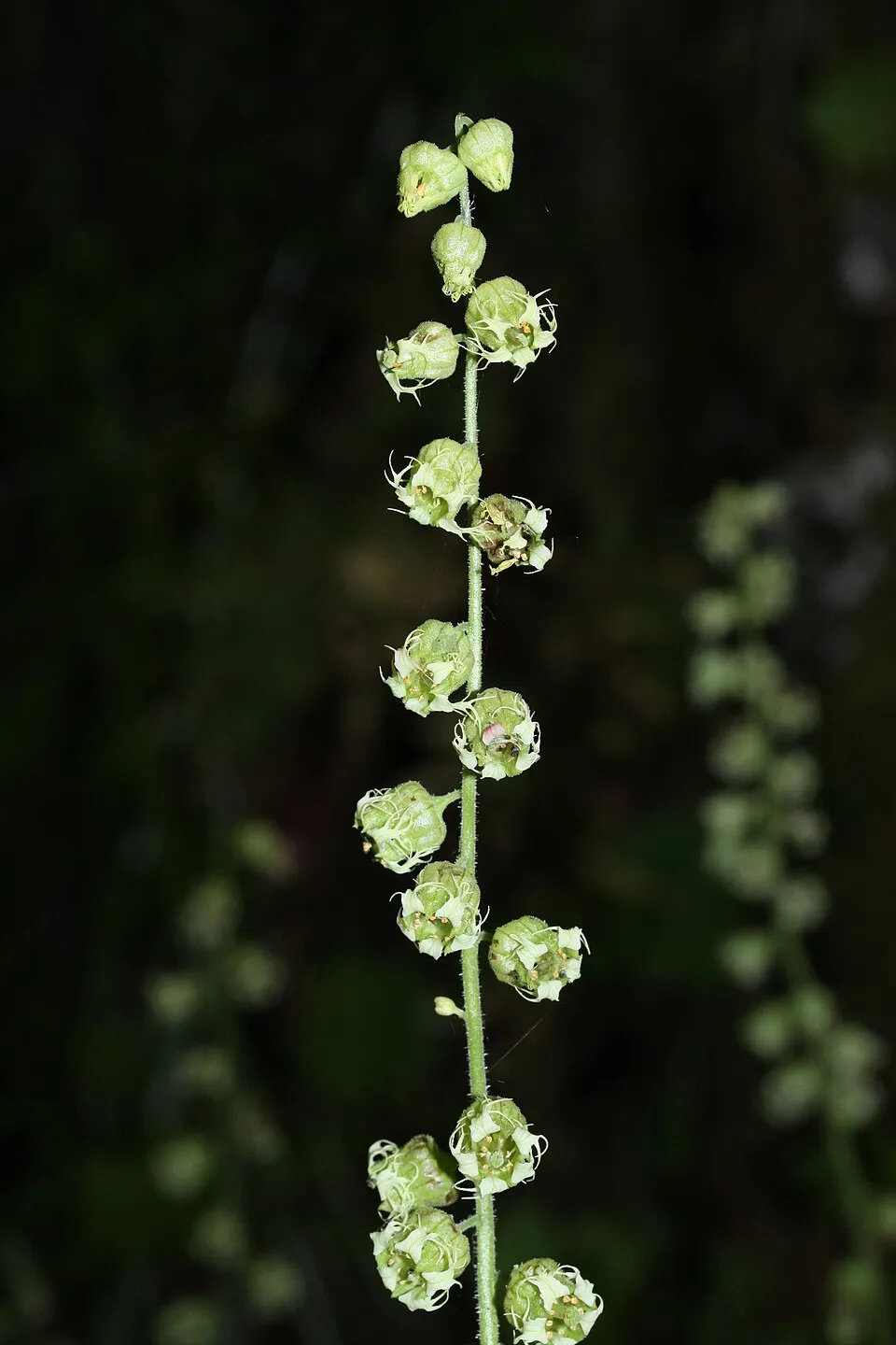 Csészerolyt / Tellima grandiflora