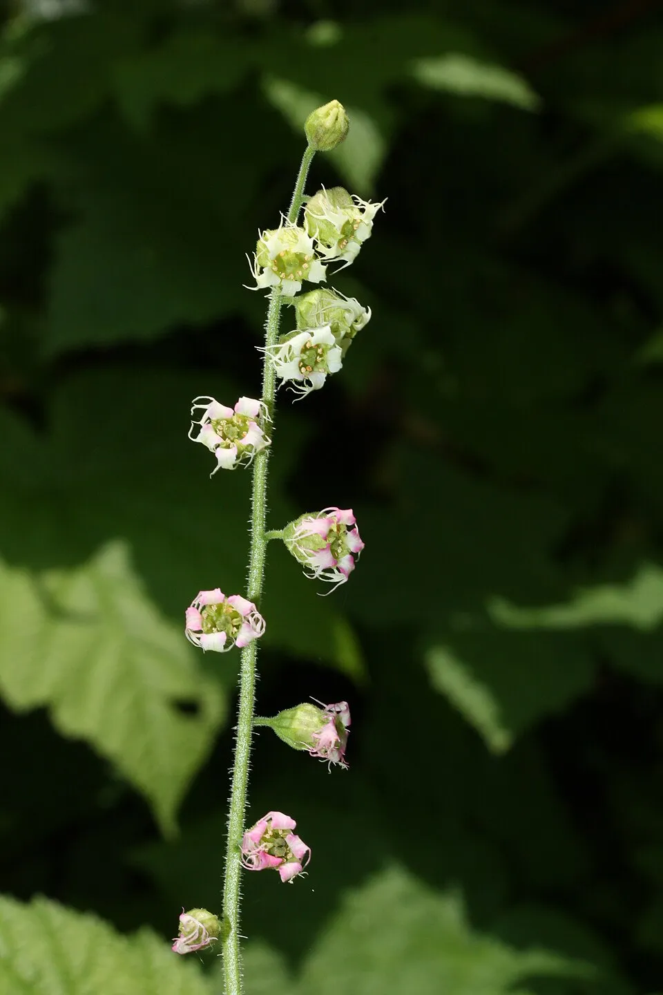 Csészerolyt / Tellima grandiflora
