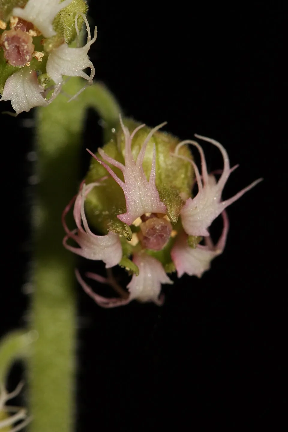 Csészerolyt / Tellima grandiflora