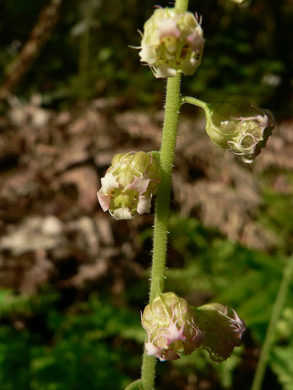Csészerolyt / Tellima grandiflora