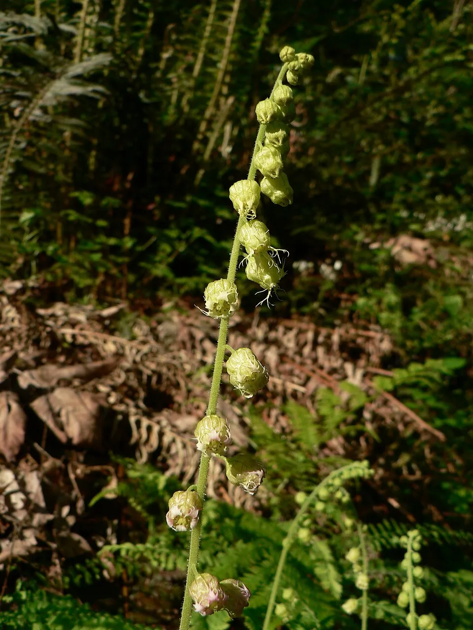 Csészerolyt / Tellima grandiflora