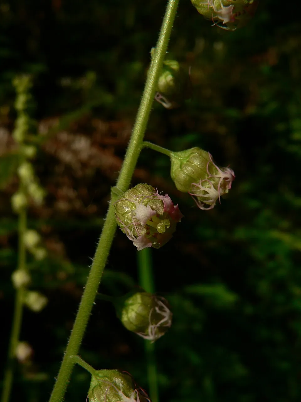 Csészerolyt / Tellima grandiflora