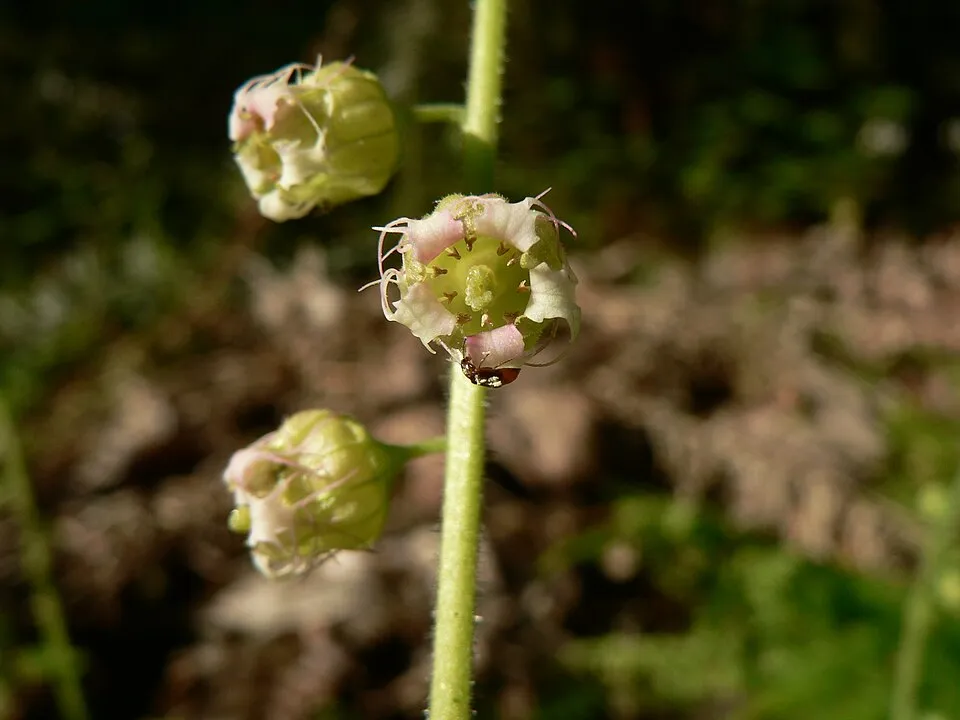 Csészerolyt / Tellima grandiflora
