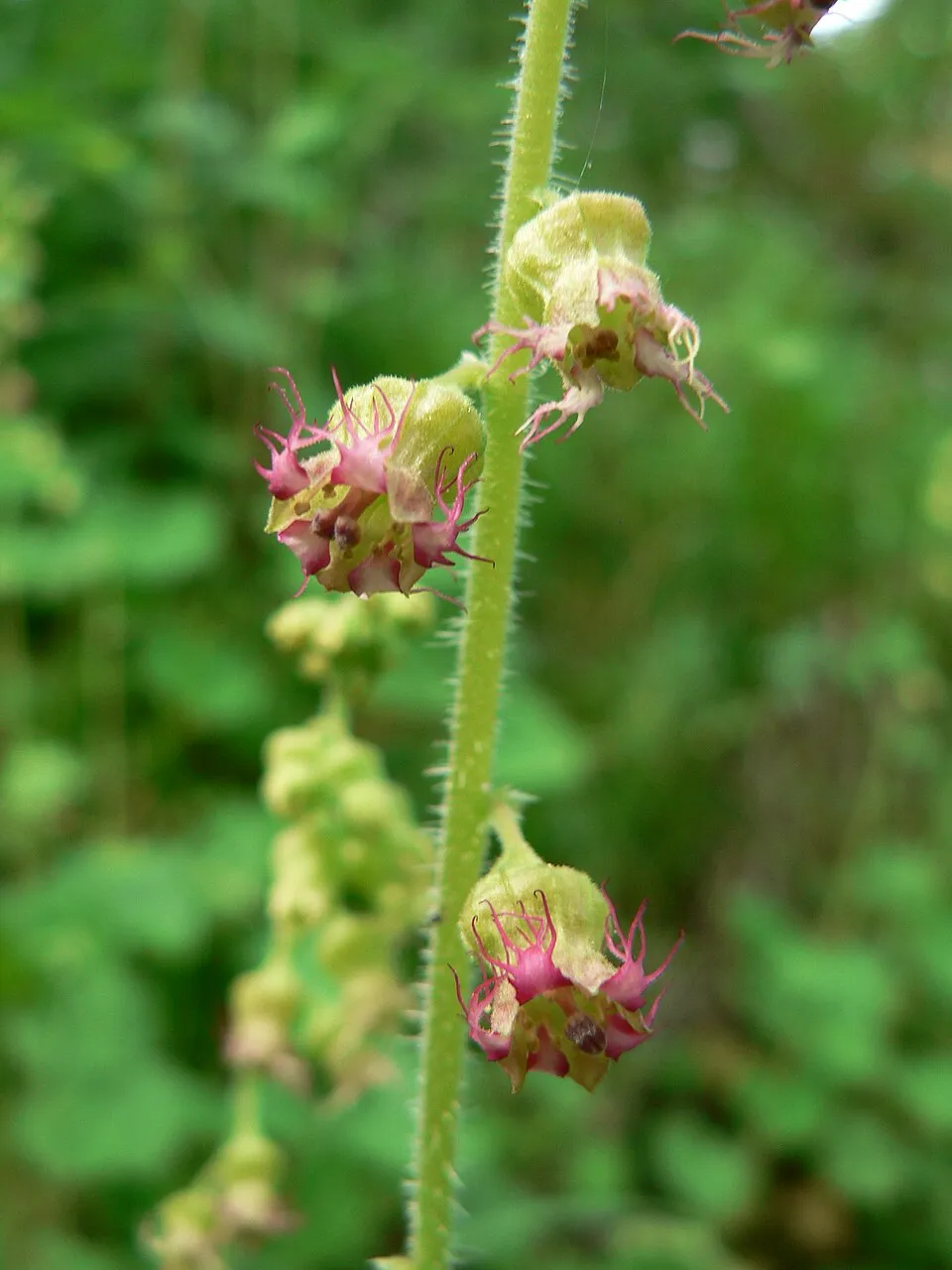 Csészerolyt / Tellima grandiflora