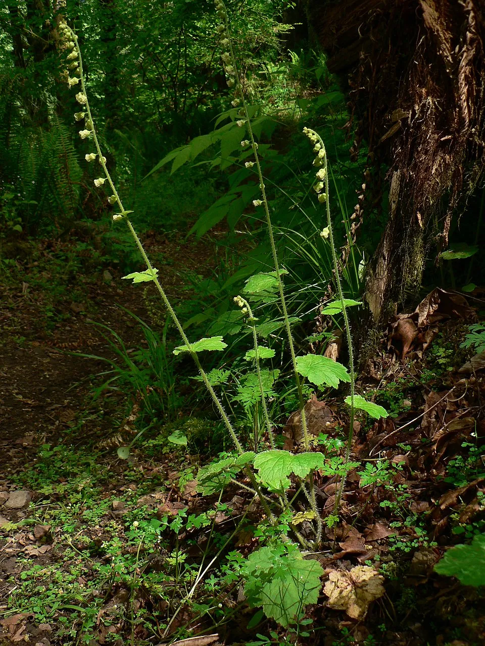 Csészerolyt / Tellima grandiflora