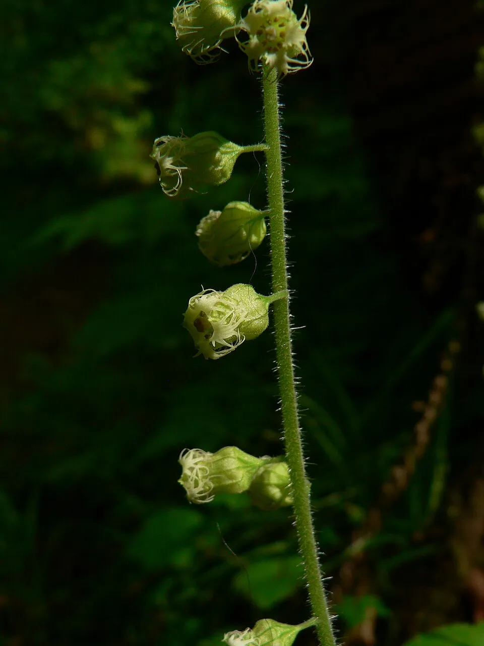 Csészerolyt / Tellima grandiflora