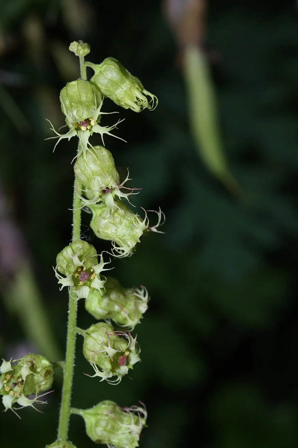 Csészerolyt / Tellima grandiflora