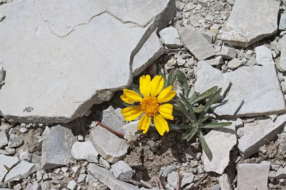 Aranycsillag / Tetraneuris (syn. Hymenoxys) scaposa