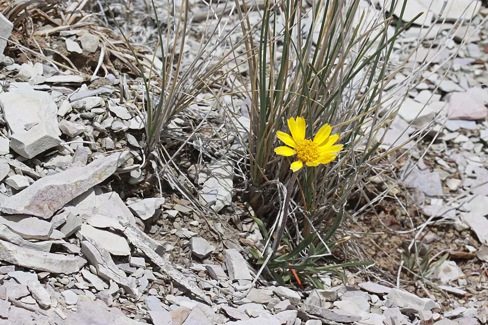 Aranycsillag / Tetraneuris (syn. Hymenoxys) scaposa