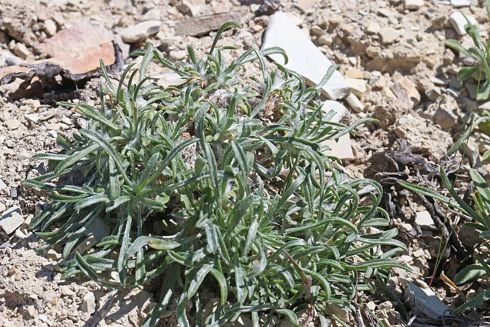 Aranycsillag / Tetraneuris (syn. Hymenoxys) scaposa
