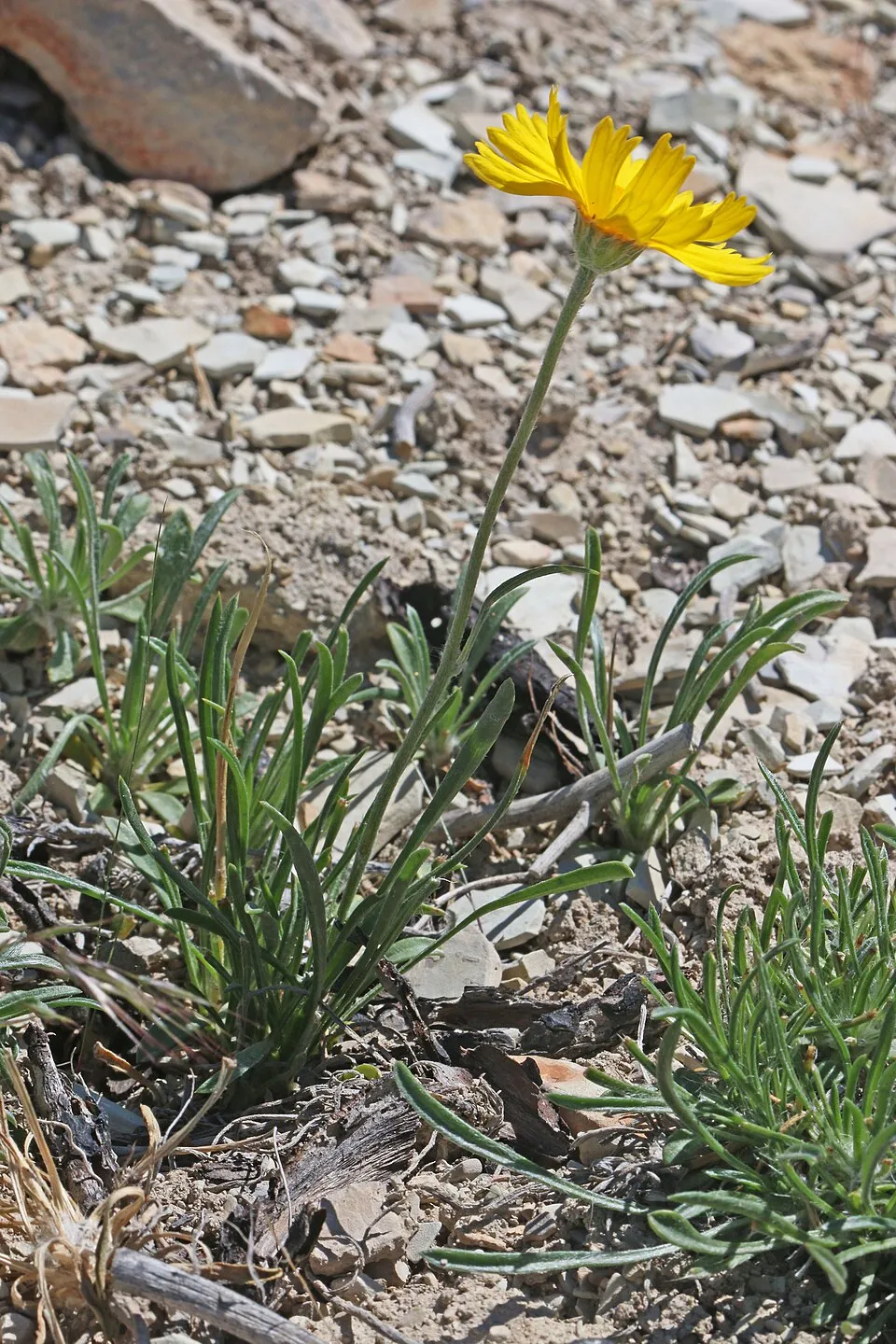 Aranycsillag / Tetraneuris (syn. Hymenoxys) scaposa