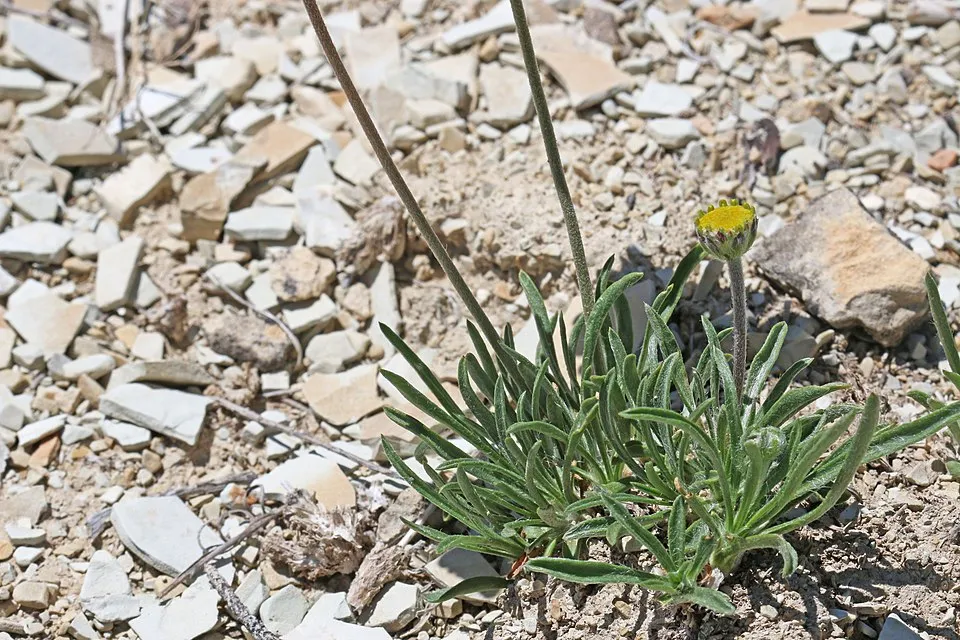 Aranycsillag / Tetraneuris (syn. Hymenoxys) scaposa