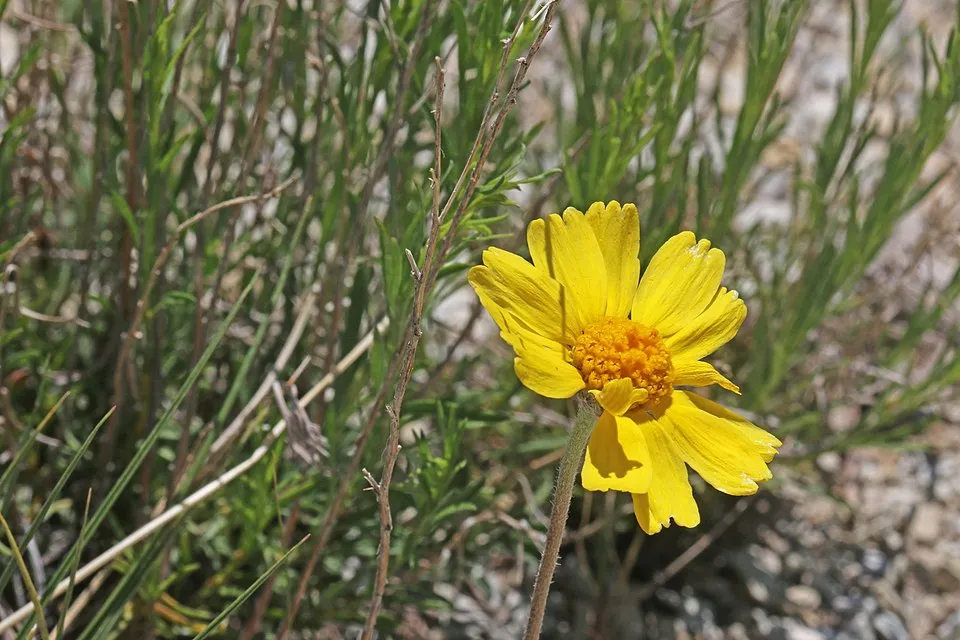 Aranycsillag / Tetraneuris (syn. Hymenoxys) scaposa