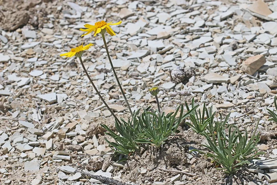 Aranycsillag / Tetraneuris (syn. Hymenoxys) scaposa