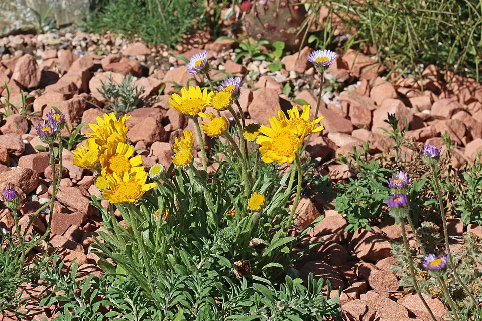 Aranycsillag / Tetraneuris (syn. Hymenoxys) scaposa