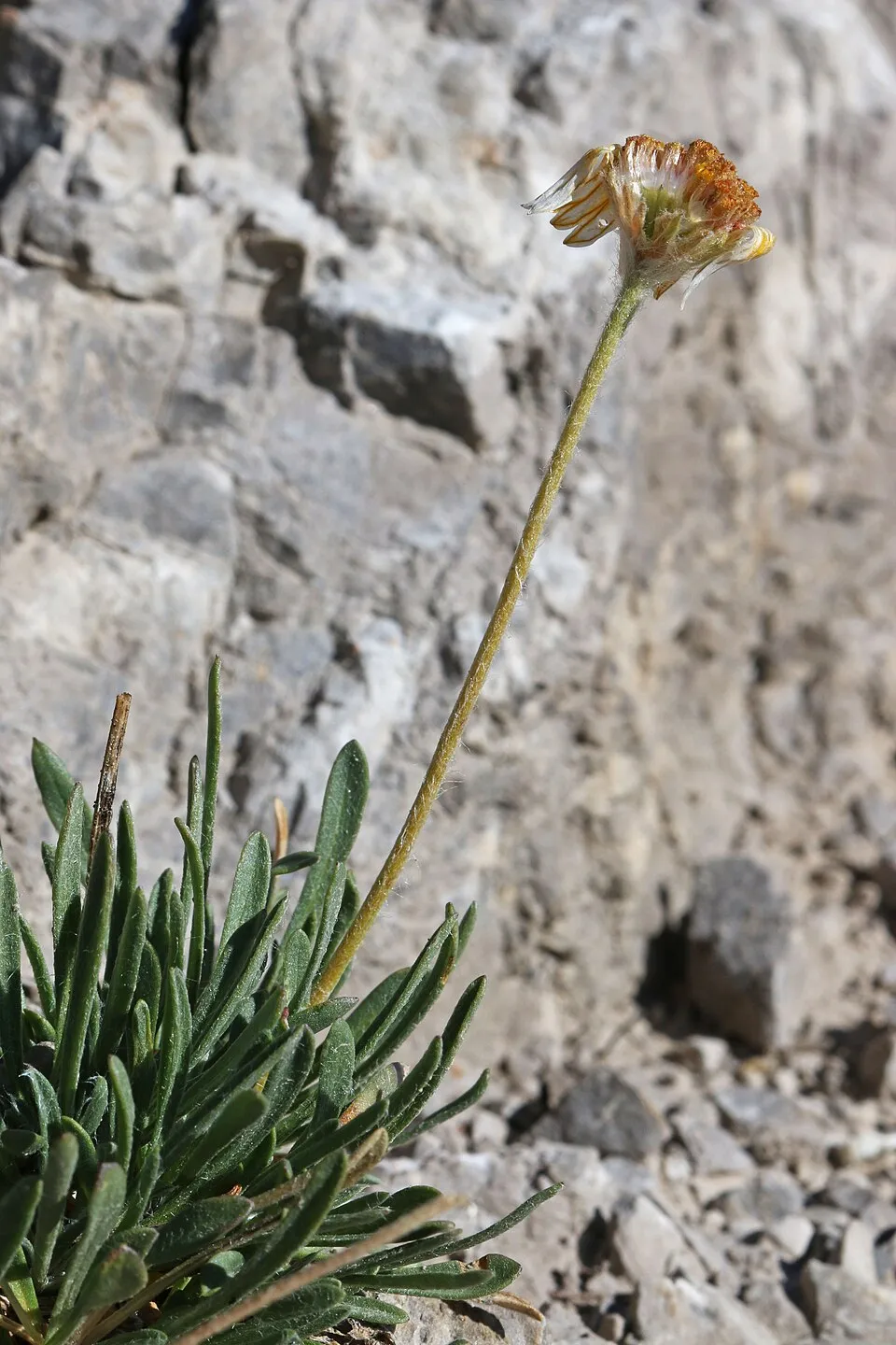 Aranycsillag / Tetraneuris (syn. Hymenoxys) scaposa