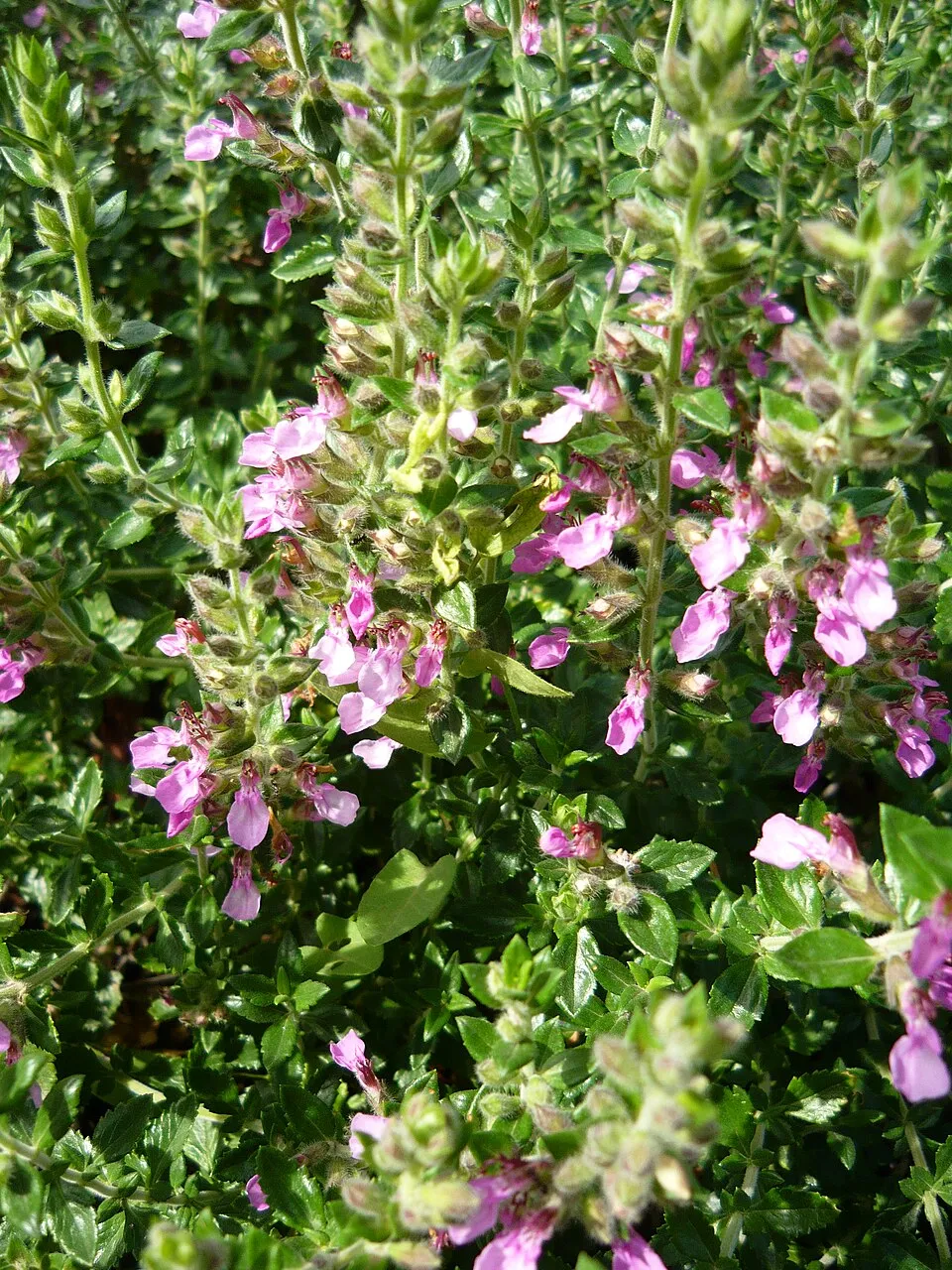 Gamandor / Teucrium × lucidrys  