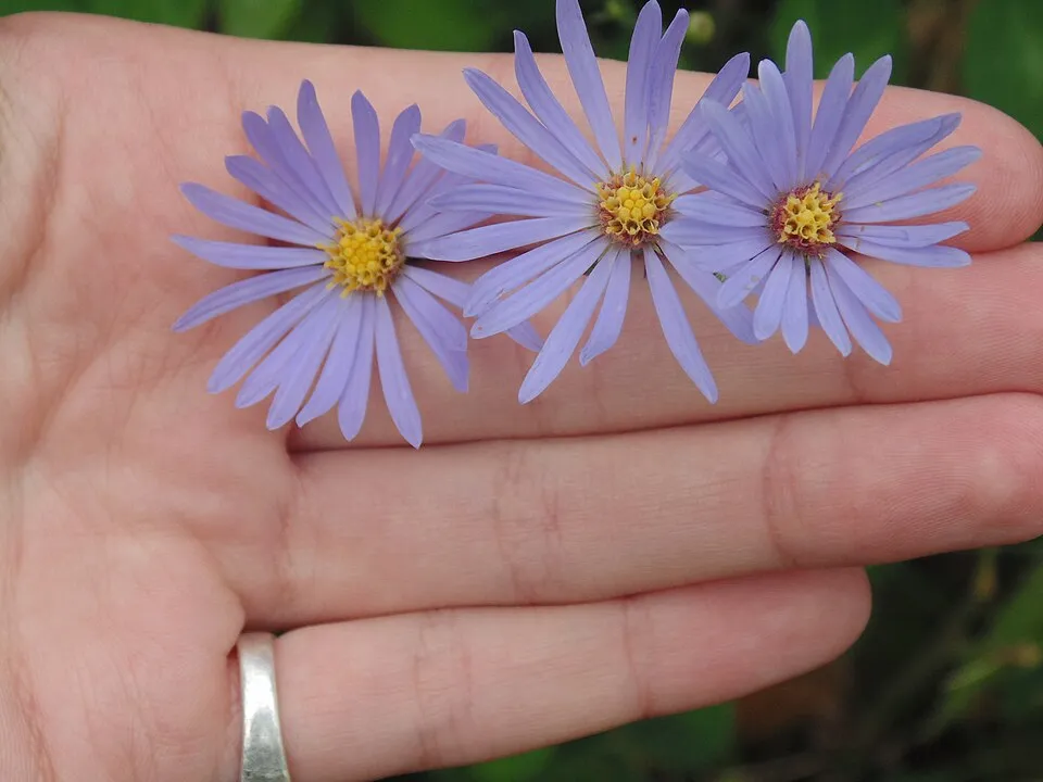 Frikart-őszirózsa / Aster × frikartii 'Wunder von Stäfa'