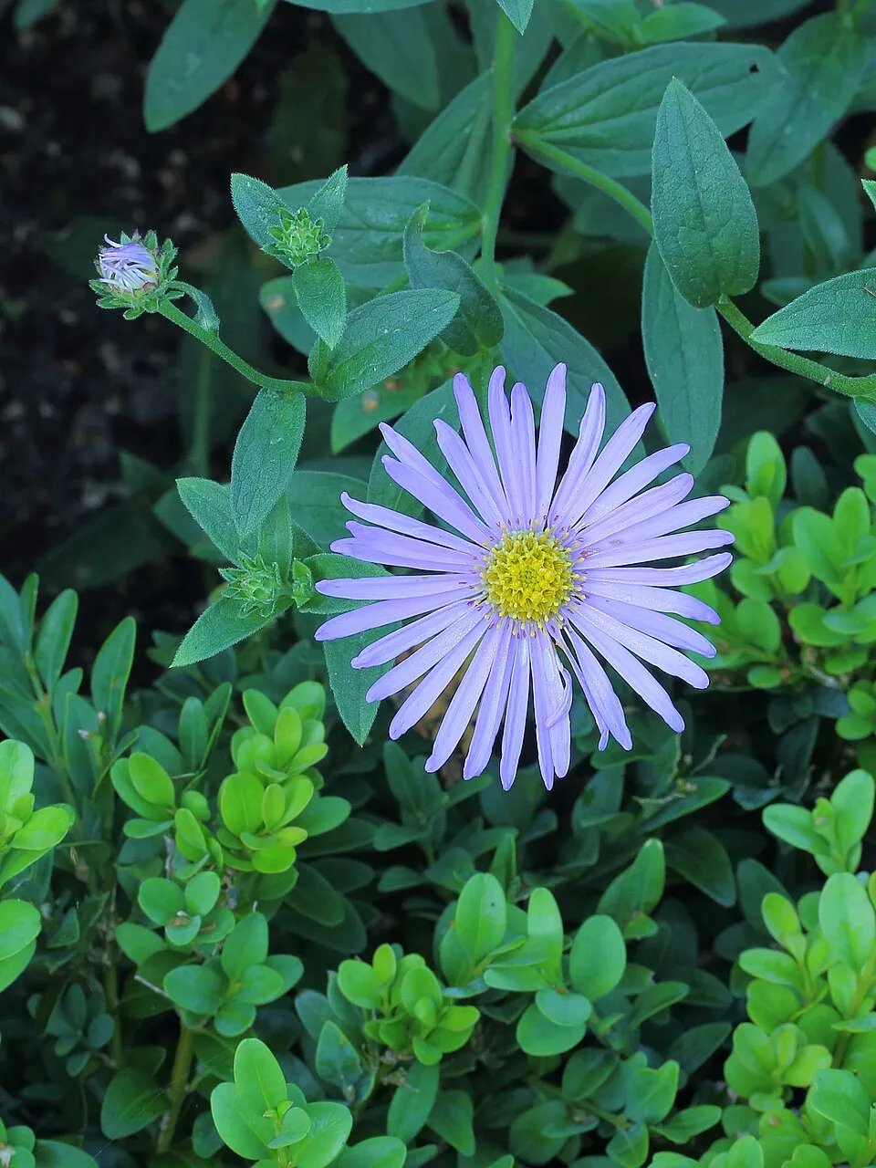 Frikart-őszirózsa / Aster × frikartii 'Wunder von Stäfa'
