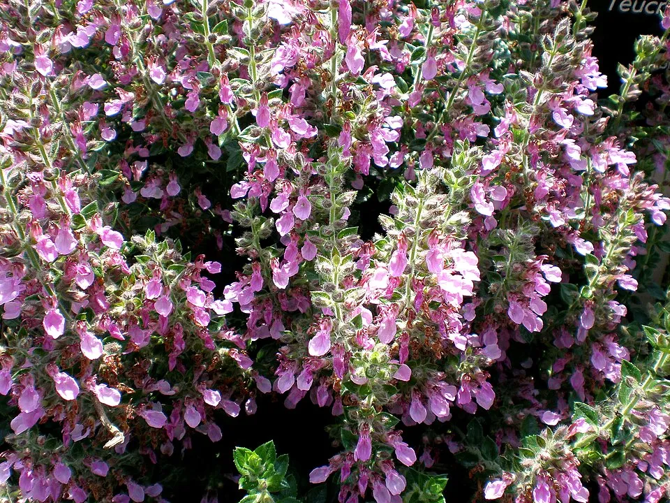 Gamandor / Teucrium × lucidrys 'Alba'