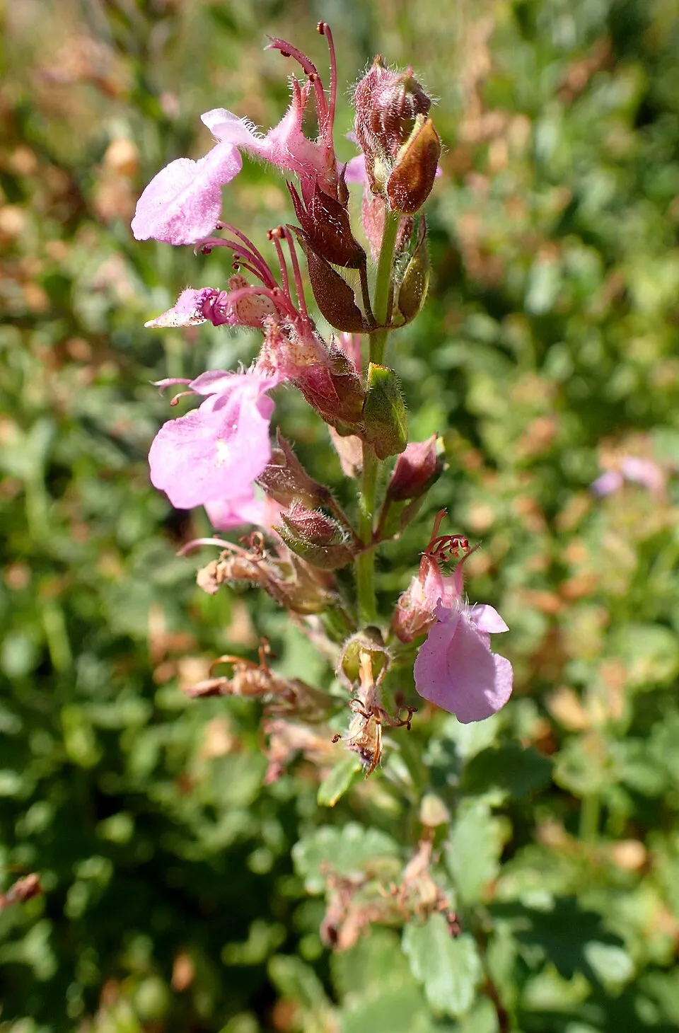 Gamandor / Teucrium × lucidrys 'Alba'