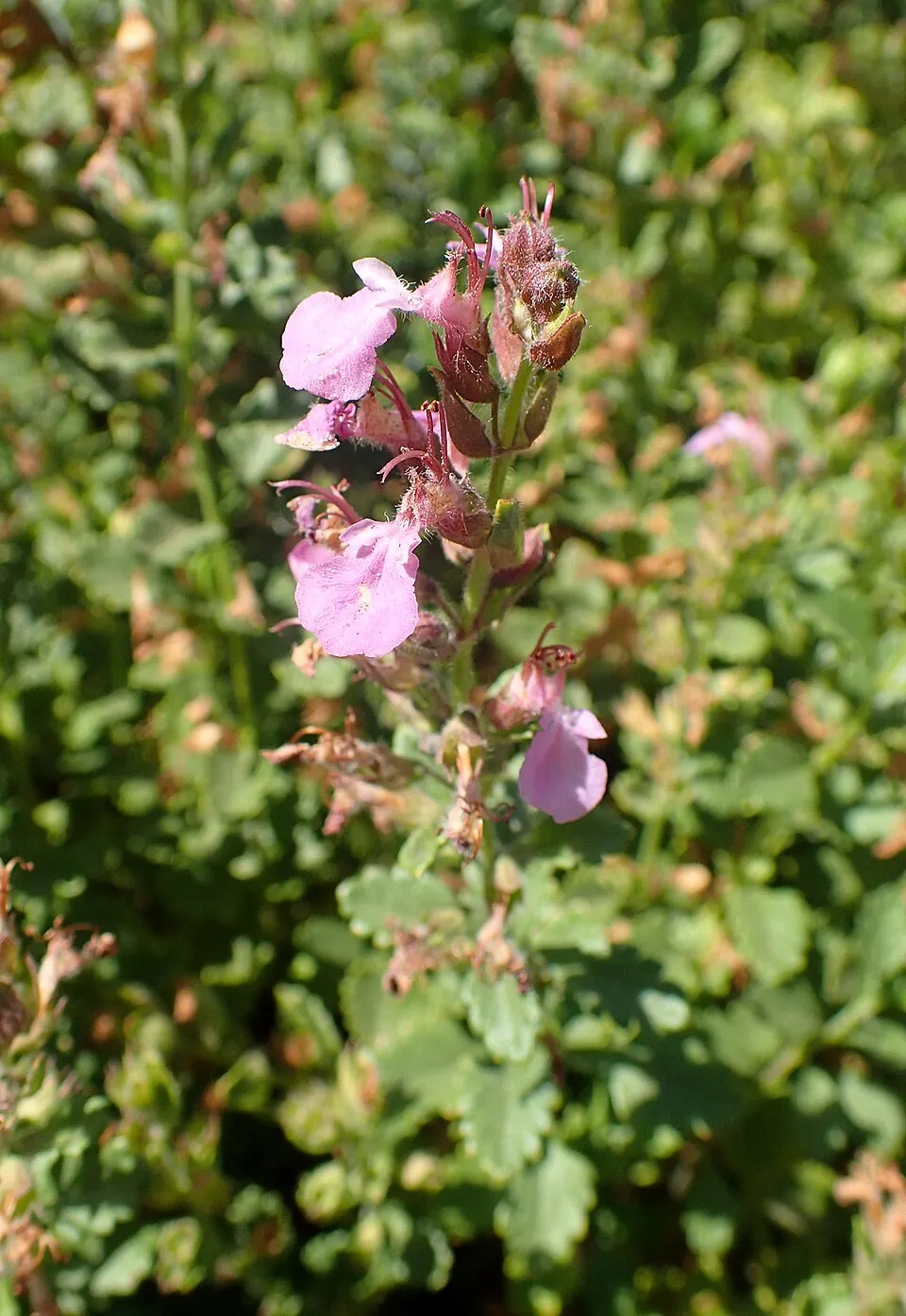 Gamandor / Teucrium × lucidrys 'Alba'