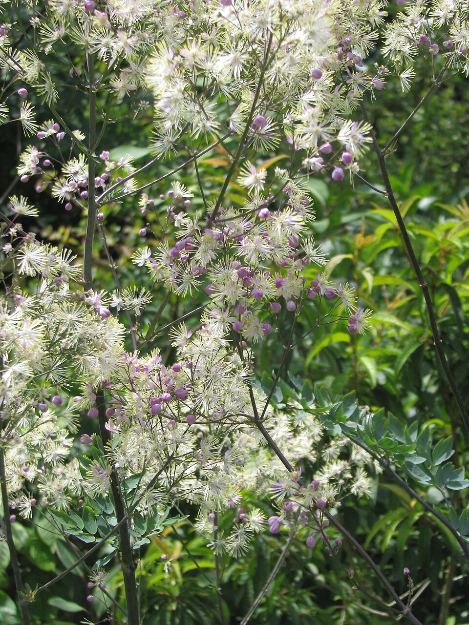 Borkóró / Thalictrum 'Elin'