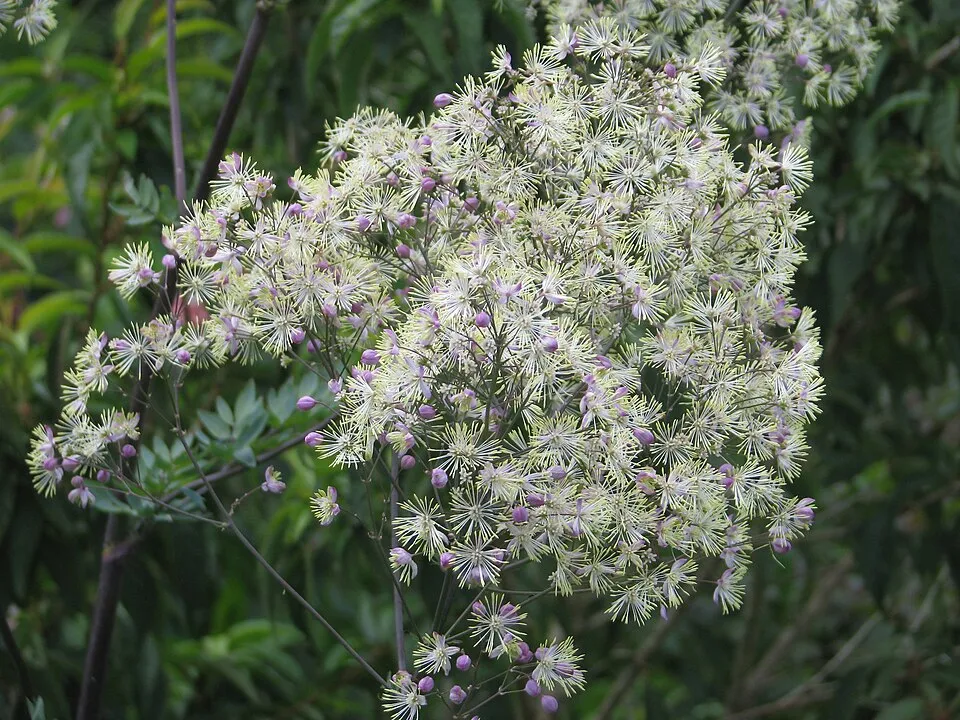 Borkóró / Thalictrum 'Elin'