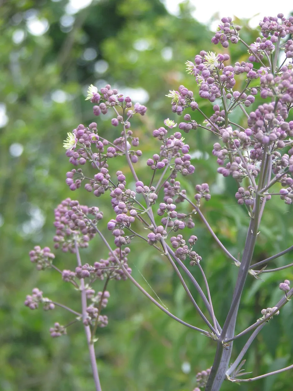Borkóró / Thalictrum 'Elin'