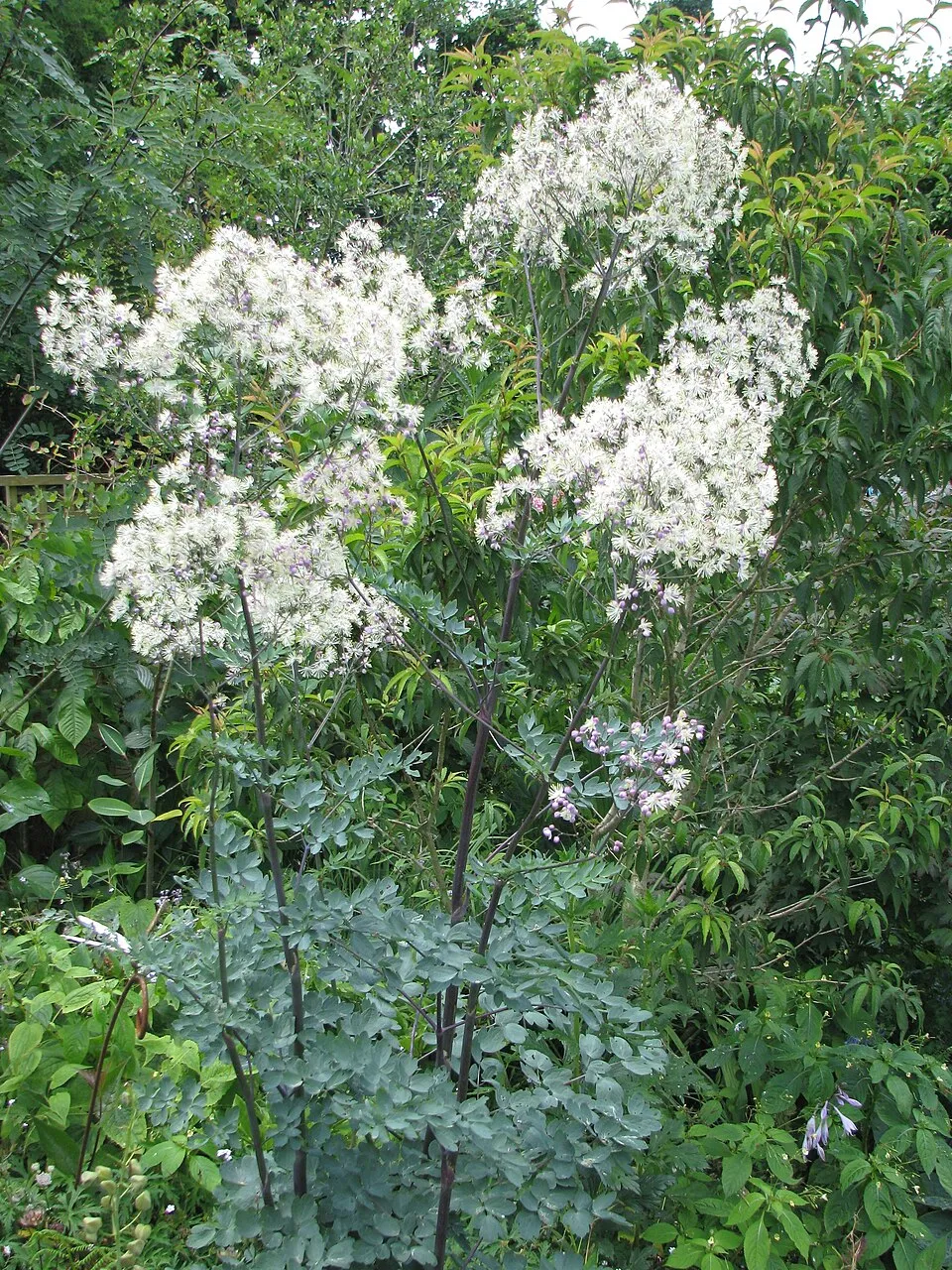 Borkóró / Thalictrum 'Elin'