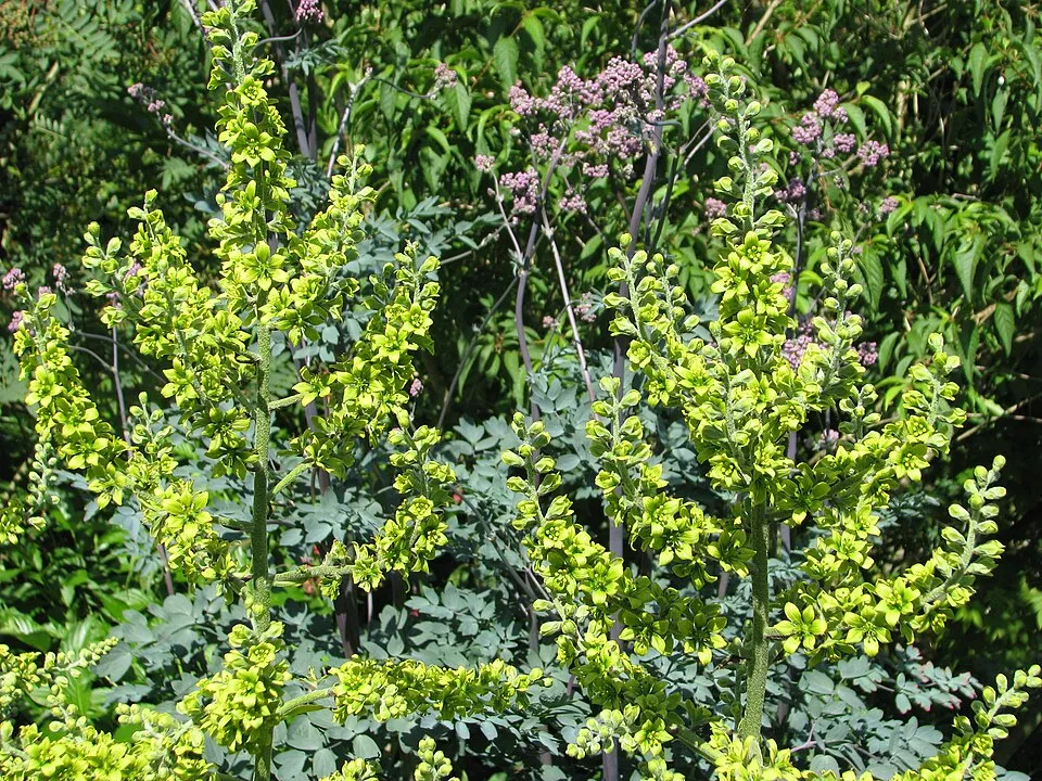 Borkóró / Thalictrum 'Elin'