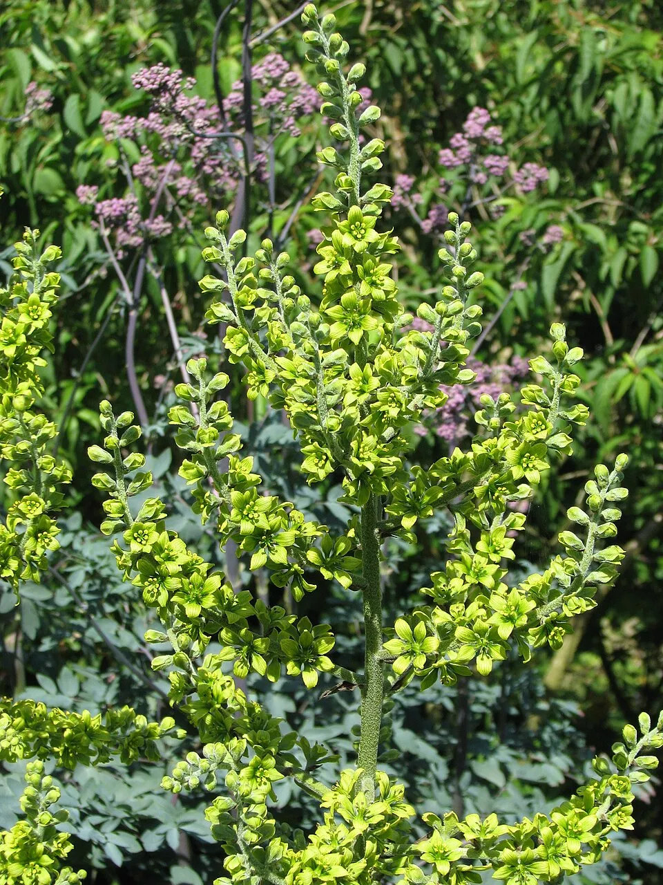 Borkóró / Thalictrum 'Elin'