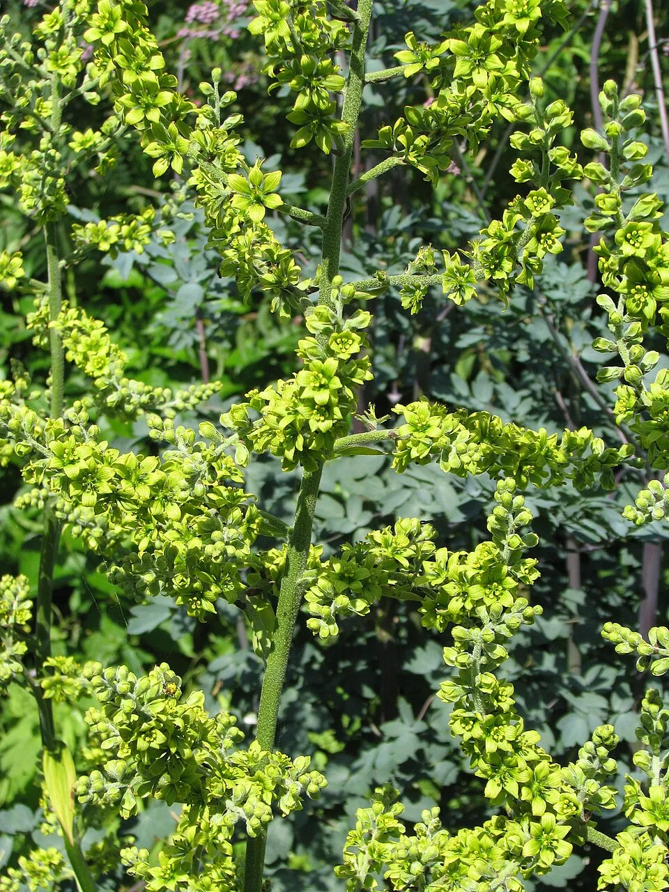 Borkóró / Thalictrum 'Elin'