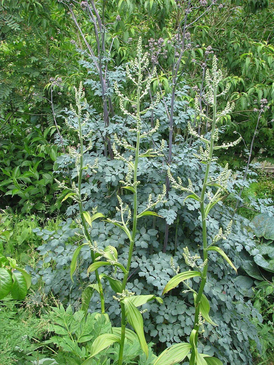 Borkóró / Thalictrum 'Elin'