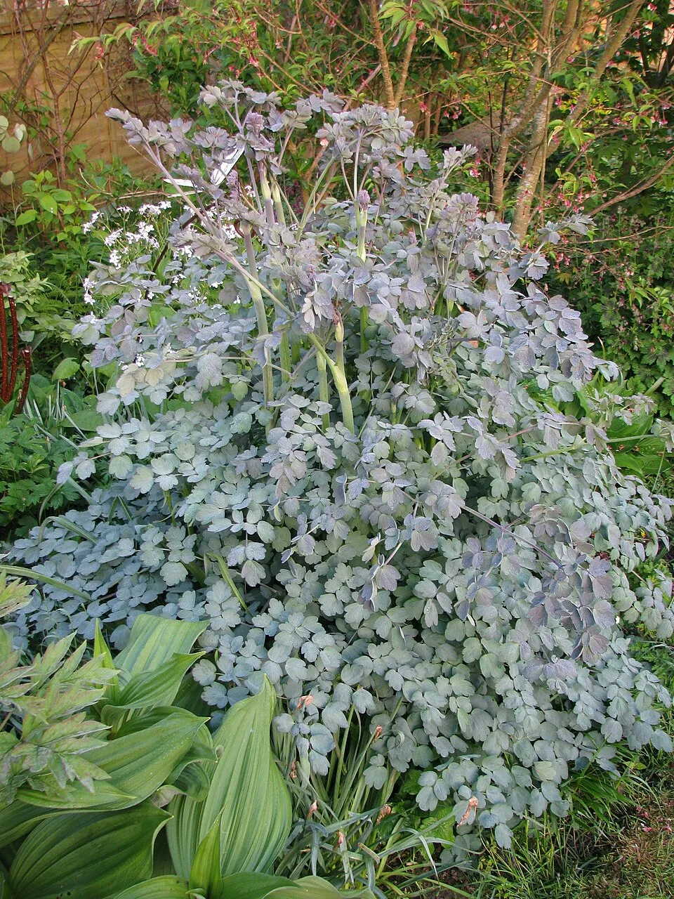 Borkóró / Thalictrum 'Elin'
