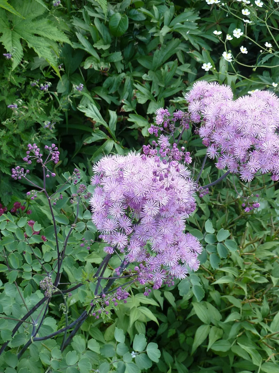 Erdei borkóró / Thalictrum 'My Little Favourite'
