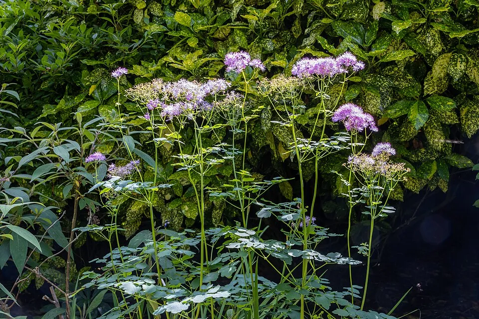 Erdei borkóró / Thalictrum 'My Little Favourite'