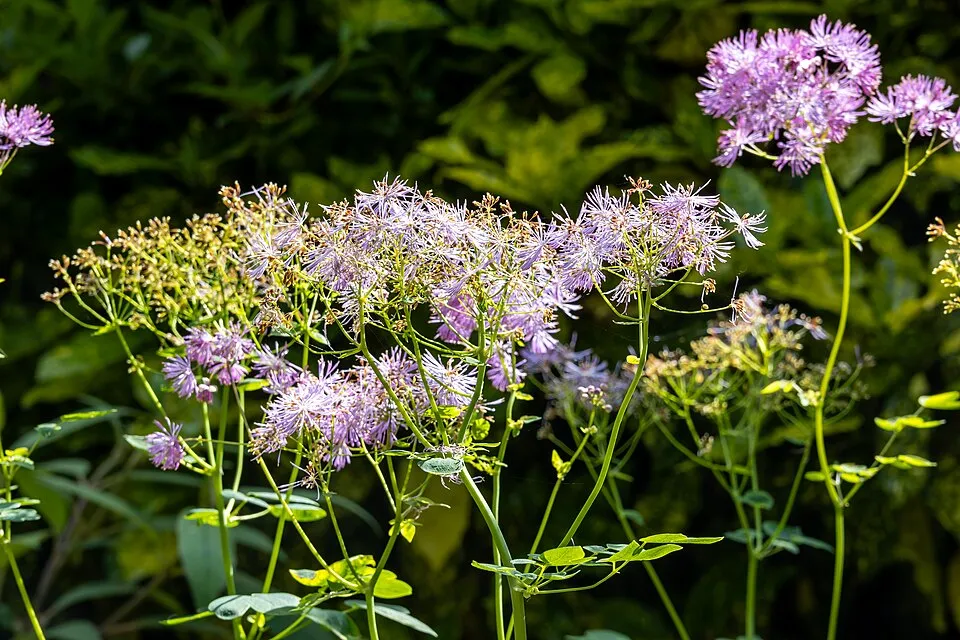 Erdei borkóró / Thalictrum 'My Little Favourite'