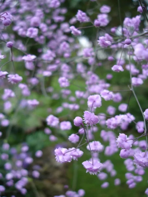 Erdei borkóró / Thalictrum 'My Little Favourite'