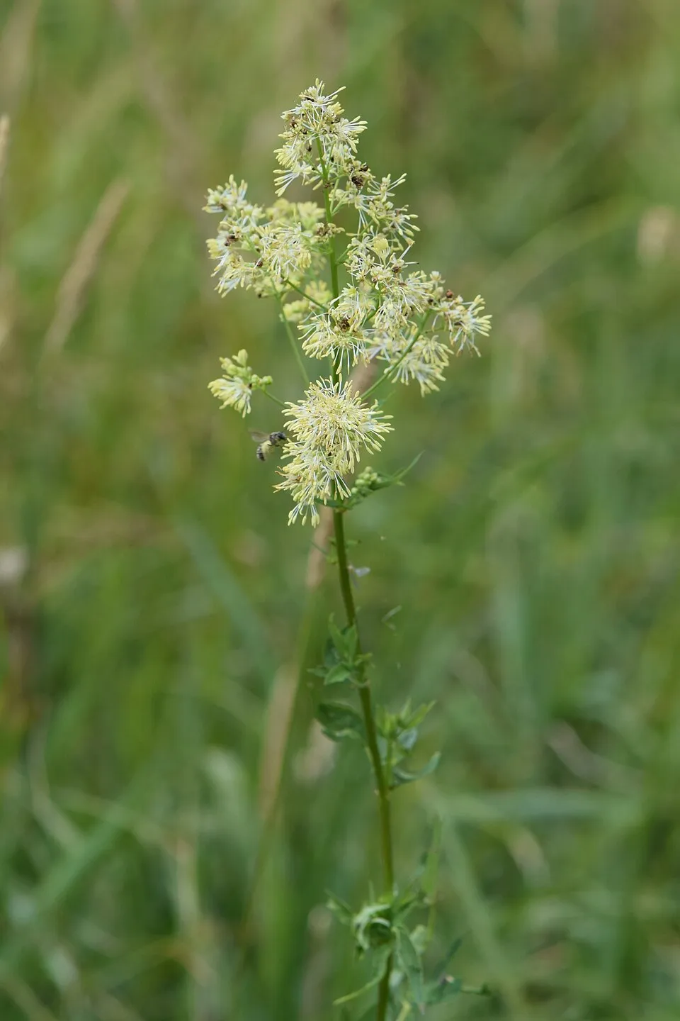 Erdei borkóró / Thalictrum 'The Cloud'