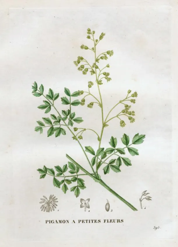 Erdei borkóró / Thalictrum 'The Cloud'