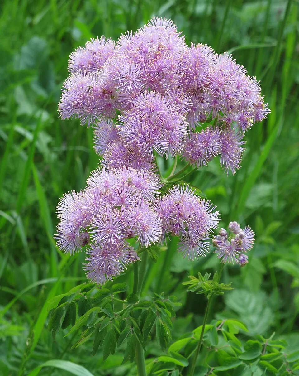 Erdei borkóró / Thalictrum 'The Cloud'