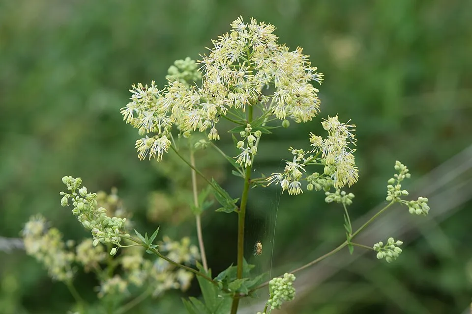 Erdei borkóró / Thalictrum 'The Cloud'