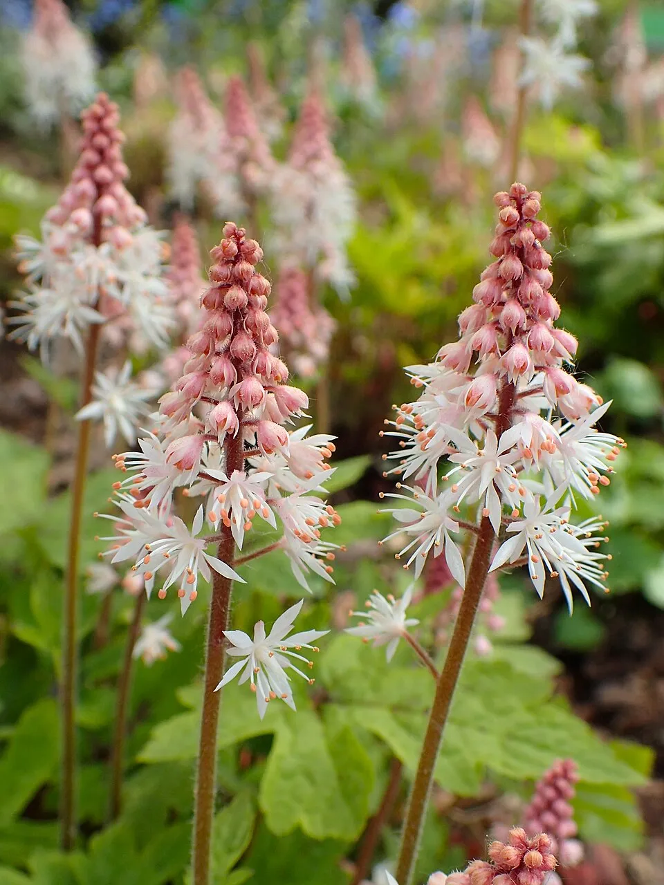 Turbántok / Tiarella 'Spring Symphony'®