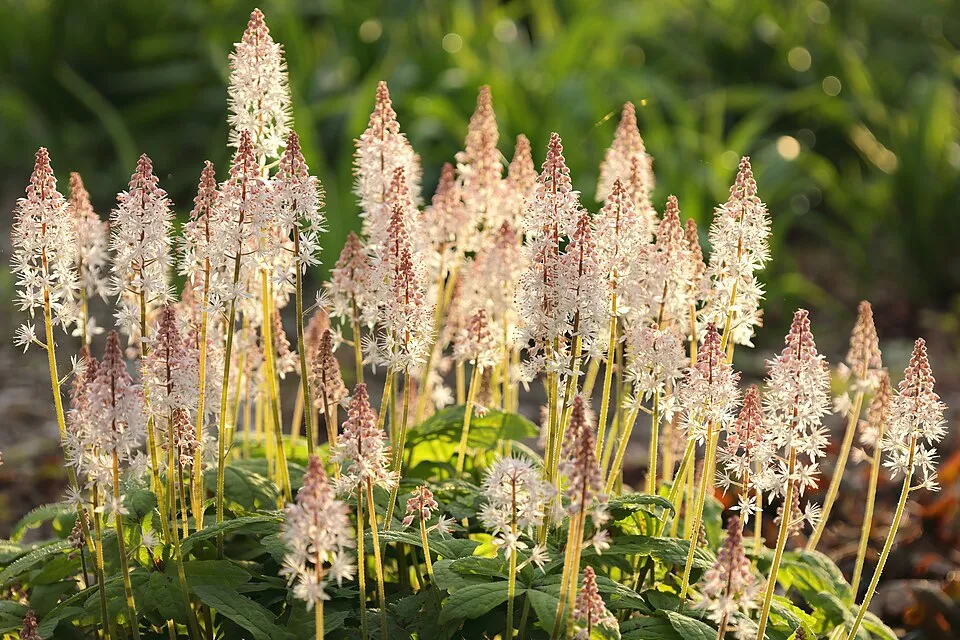 Turbántok / Tiarella 'Spring Symphony'®