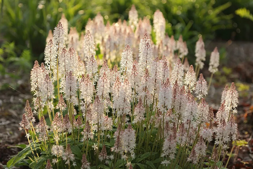 Turbántok / Tiarella 'Spring Symphony'®