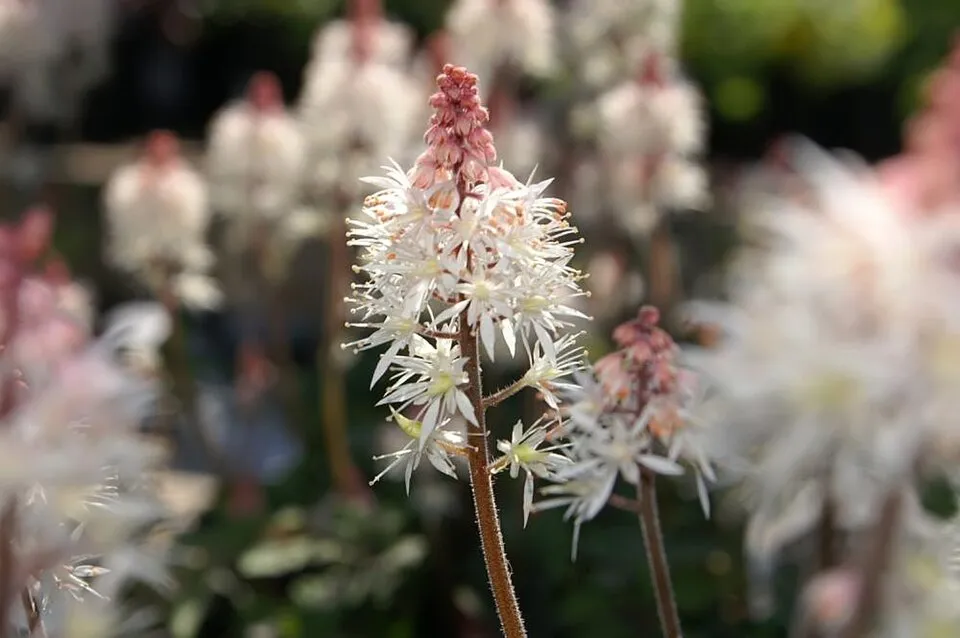 Turbántok / Tiarella 'Spring Symphony'®