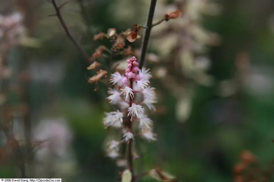 Turbántok / Tiarella 'Spring Symphony'®