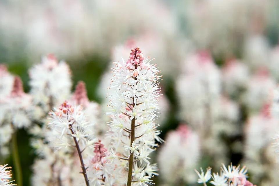 Turbántok / Tiarella 'Spring Symphony'®